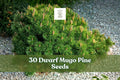 Dwarf Mugo Pine Seeds – Pinus mugo pumilio – Evergreen Conifer for Rock Gardens & Borders – Hardy Perennial Tree