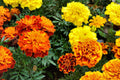 French Marigold Seeds – Petite Mixture, Dwarf Annual Flowers for Garden Beds, Borders, Pots, Tagetes patula