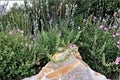 Variegated Compact Pelargonium Cuttings - Pink Flowers, 6" Geranium Plant, Ornamental Foliage, Container & Garden Bed, Pelargonium spp.