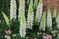 Russell White Lupine Seeds – Perennial Flower Seeds for Gardens, Lupinus polyphyllus, White Flower Spikes, Pollinator-Friendly, 20 Seeds