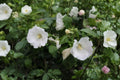 Rose Mallow Dwarf White Seeds – Annual Flower for Cottage Gardens, Large Silky Blooms, Lavatera trimestris, Pollinator Friendly