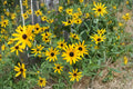 Black Eyed Susan Seeds – Rudbeckia hirta Wildflower for Pollinator Gardens, Bright Yellow Blooms, Easy to Grow, Native Wildflower, 400 Seeds