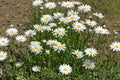Shasta Daisy Seeds – White Perennial Flowers for Borders, Cottage Gardens & Cut Flowers – Chrysanthemum maximum