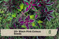 Black Pink Coleus Seeds – Ornamental Foliage Plant, Vibrant Dark Burgundy & Pink, Coleus scutellarioides, Shade Garden, Container