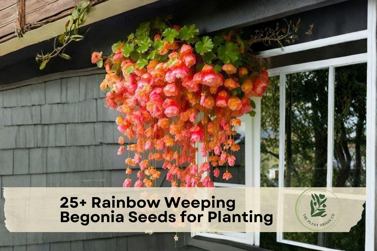 Rainbow Weeping Begonia Seeds – Cascading Colorful Flowers for Shade Gardens, Containers & Hanging Baskets, Begonia rex