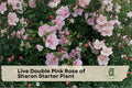 Live Double Pink Rose of Sharon Starter Plant, Hibiscus syriacus, Flowering Shrub, Bare Root, Pollinator-Friendly, Fast-Growing