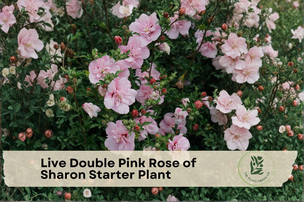 Live Double Pink Rose of Sharon Starter Plant, Hibiscus syriacus, Flowering Shrub, Bare Root, Pollinator-Friendly, Fast-Growing