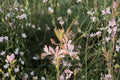Gaura Biennis Seeds – Native Pink & White Wildflower for Pollinator Gardens, Oenothera gaura, Meadow, Naturalized Landscape