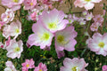 Showy Evening Primrose Seeds – Pink Wildflower, Pollinator Garden, Oenothera speciosa, 500 Seeds