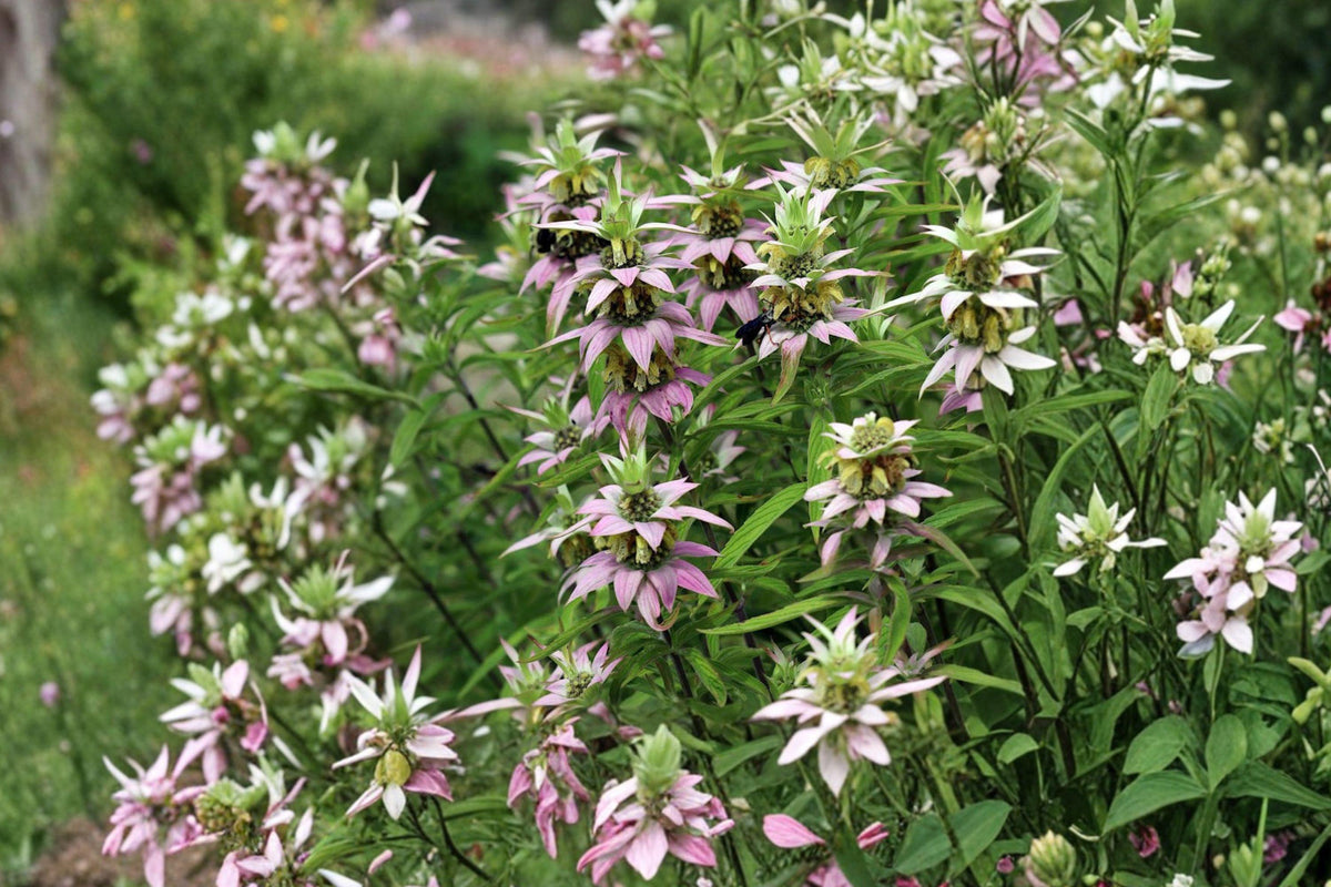 Spotted Bee Balm Seeds – Native Wildflower, Pollinator Garden, Monarda punctata, Drought Tolerant, Perennial, Pink & Purple Bracts