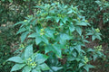 Elegant Chinese Maple Tree Seeds – Acer elegantulum, Ornamental Deciduous Garden Plant, Bonsai Foliage Seeds