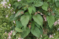 Green Barked Maple Seeds – Acer grosseri Ornamental Tree, Decorative Bark, Garden Accent, Small Landscape Tree (10 Seeds)