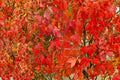 Amur Maple Seeds – Acer ginnala Ornamental Tree with Bright Red Fall Foliage, Hardy Shrub for Gardens & Landscaping