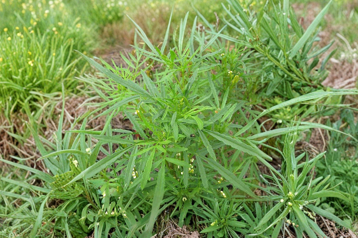 Huacatay Black Mint Seeds - Tagetes Minuta Aromatic Herb for Culinary & Medicinal Use, Fast-Growing Pollinator Plant