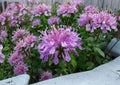 Wild Bergamot Seeds | Monarda fistulosa | Lavender Purple Pollinator Perennial | Native Bee Balm Seed Pack