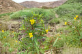 Wildflower Seeds – Ludwigia alternifolia, Native Wetland Plant for Rain Gardens, Pond Edges & Moist Meadows