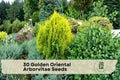 Golden Oriental Arborvitae Seeds - Platycladus orientalis Evergreen Conifer for Landscaping, Privacy, Bonsai