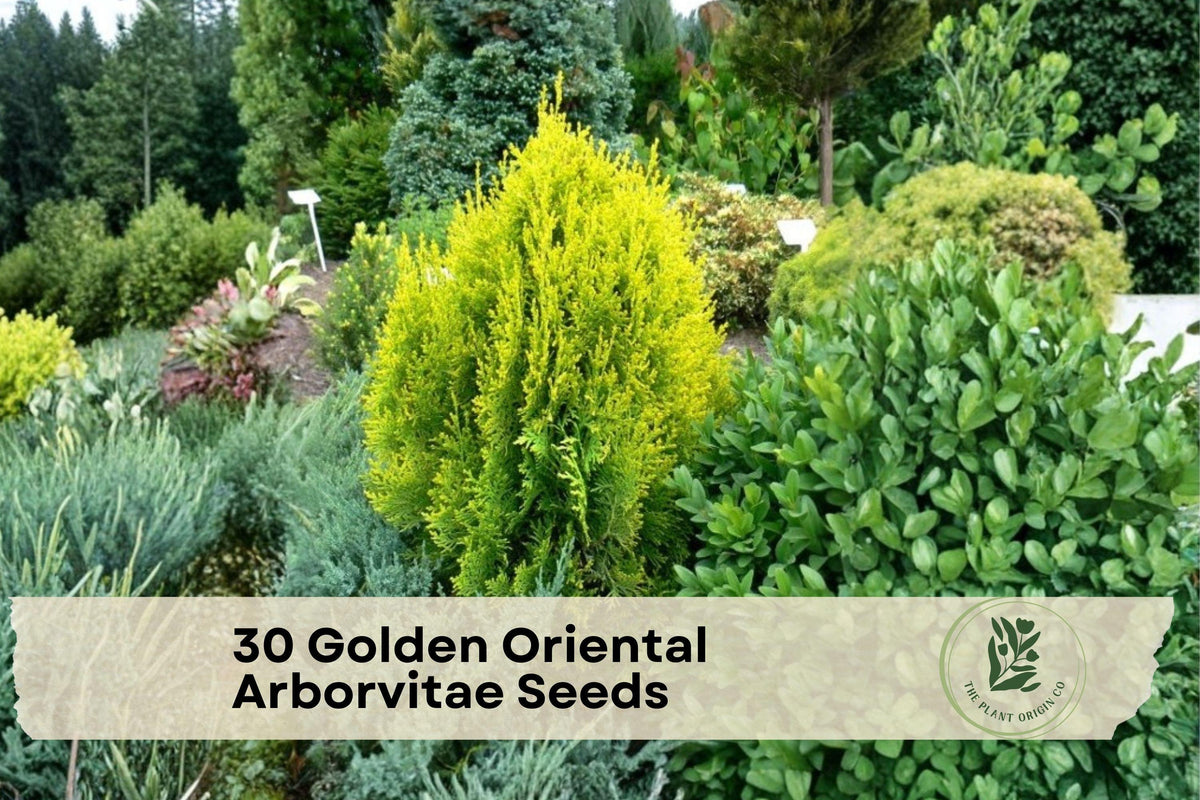 Golden Oriental Arborvitae Seeds - Platycladus orientalis Evergreen Conifer for Landscaping, Privacy, Bonsai