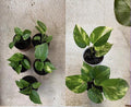 Giant Variegated Golden Hawaiian Pothos Rooted Cuttings Epipremnum aureum Indoor Houseplant, Trailing Vine