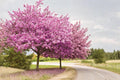 Chinese Redbud Tree Seeds – Pink Flowering Ornamental Garden Plant, Cercis chinensis, 10 Seeds