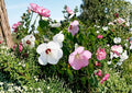 Swamp Rose Mallow Seeds – 30 Native Hibiscus moscheutos Perennial with Large Pink & White Flowers for Wetlands & Rain Gardens