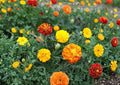 French Marigold Seeds – Petite Mixture Dwarf Flower Seeds for Borders, Containers, and Garden Beds (Tagetes patula)