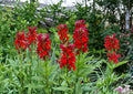 Lobelia Cardinalis Seeds – 100 Native Wildflower Seeds for Hummingbird Garden, Bright Red Perennial Plant