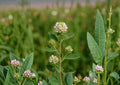Roundhead Bush Clover Seeds | Native Prairie Wildflower | Lespedeza capitata | Pollinator-Friendly, Drought Tolerant, Perennial Plant