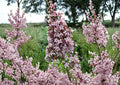 Littleleaf Lilac Flower Seeds – Pink Purple Fragrant Spring Shrub for Garden Borders – Syringa microphylla