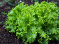 Black Seeded Simpson Lettuce Seeds – Heirloom Loose Leaf, Non-GMO, Fast Growing, Salad Greens, Lactuca sativa