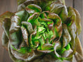 Bronze Mignonette Lettuce Seeds – Heirloom Non-GMO Butterhead with Red Green Leaves, Compact Growth, 1000 Seeds