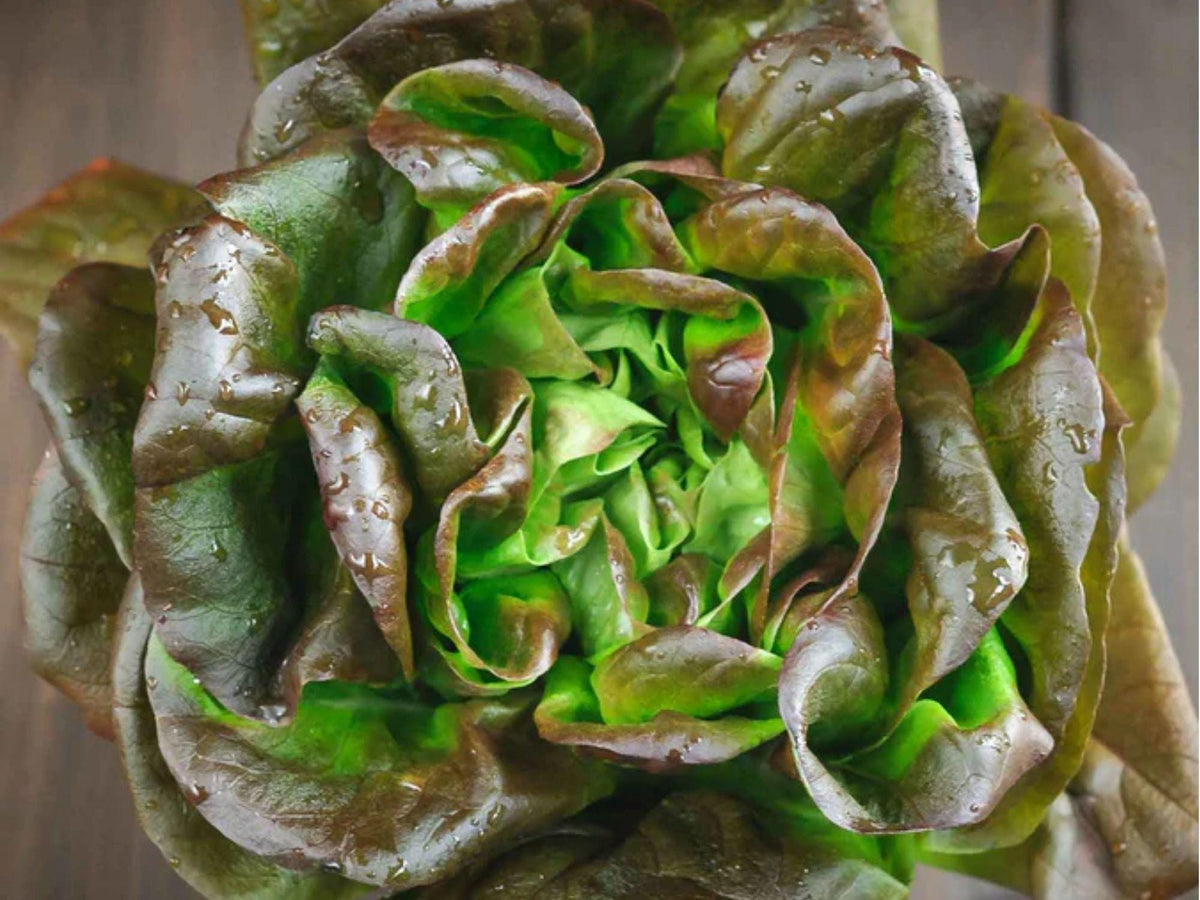 Bronze Mignonette Lettuce Seeds – Heirloom Non-GMO Butterhead with Red Green Leaves, Compact Growth, 1000 Seeds