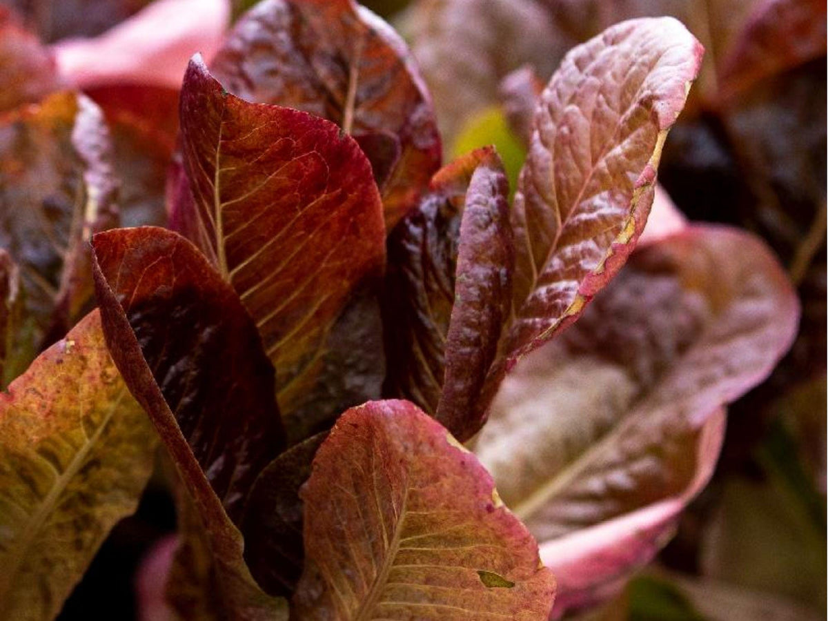 Red Romaine Lettuce Seeds – Heirloom Non-GMO Upright Salad Greens Lactuca sativa, 1000 Seeds