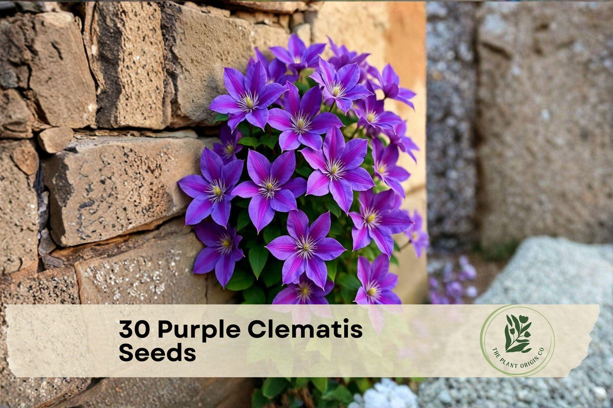 Purple Clematis Seeds - Climbing Vine, Ornamental Flowering Plant, Clematis occidentalis, Garden Border, Trellis, 30 Seeds