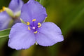 Western Spiderwort Seeds - Native Perennial with Vibrant Blue-Purple Blooms, Tradescantia occidentalis, Pollinator-Friendly, Easy to Grow