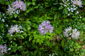 Virginia Waterleaf Seeds – Native Shade-Loving Perennial for Woodland Gardens, Pollinator Support, Hydrophyllum virginianum