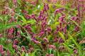 Pinkweed Seeds – Native Wildflower for Pollinator Gardens – Persicaria pensylvanica, Pink Flowering Annual, Moist Soil Tolerance