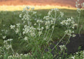 Sweet Everlasting Wildflower Seeds, 500 Pack, Pseudognaphalium obtusifolium, Native North American Annual for Dried Flowers & Gardens
