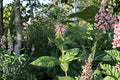 Teucrium Canadense Seeds – Native Pink Wildflower, Pollinator Meadow, American Germander, Perennial, Moist Soil, Bees & Butterflies