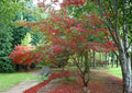 Snake Bark Maple Tree Seeds – Acer grosseri var. hersii, Ornamental Striped Bark, Autumn Foliage, Deciduous Landscape Tree