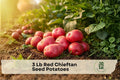 Red Chieftan Seed Potatoes 3 Lb Heirloom Solanum tuberosum for Home Garden, Red Flesh, Tuber Vegetable Crop