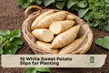 White Sweet Potato Slips for Planting, Ipomoea batatas, Root Vegetable Vine, 10 Healthy Plants for Garden Beds & Containers