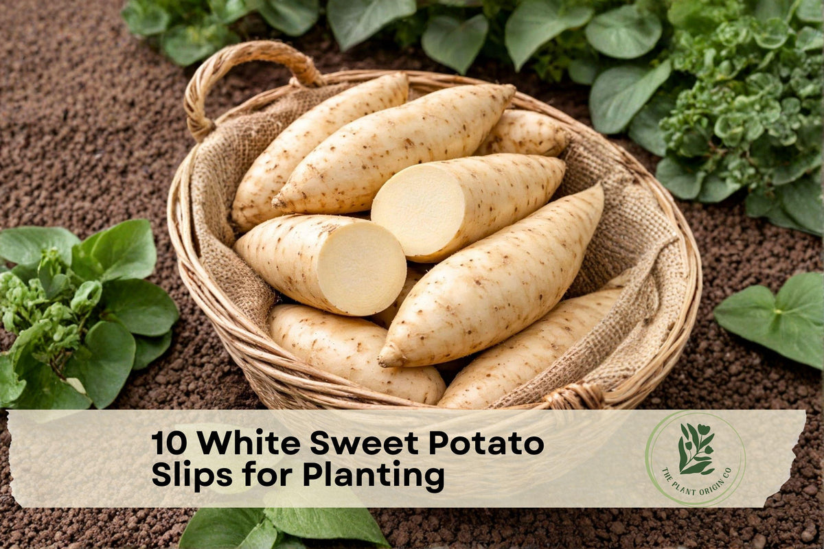 White Sweet Potato Slips for Planting, Ipomoea batatas, Root Vegetable Vine, 10 Healthy Plants for Garden Beds & Containers