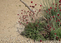 Salad Burnet Seeds - Edible Herb, Drought Tolerant, Sanguisorba minor, Perennial Herb for Gardens & Borders