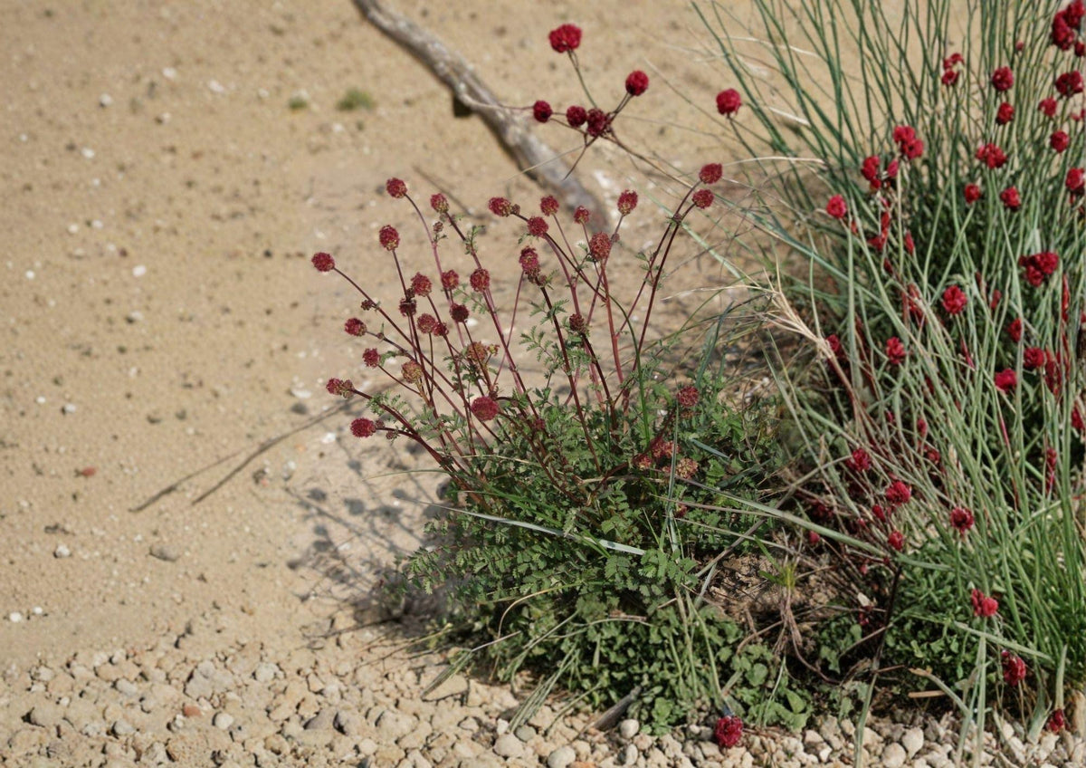 Salad Burnet Seeds - Edible Herb, Drought Tolerant, Sanguisorba minor, Perennial Herb for Gardens & Borders