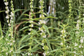American Bugleweed Seeds - Wetland Perennial for Rain Gardens, Pollinator Habitat, Native North American Plant, 500 Seeds