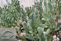 Kalanchoe marnieriana Succulent Cuttings – 3 Unrooted 5 Inch Blue-Green Paddle Leaves, Trailing, Evergreen, Well-Draining Soil