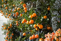 Orange Tree Scion Cuttings – 4 Pieces, 6-8 Inches, Citrus sinensis, Fruit Tree Grafting Material