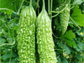 Dark Jade Bitter Melon Seeds | Hybrid Asian Gourd, Momordica charantia, Non-GMO, Edible Vining Vegetable
