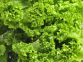 Southern Giant Curled Mustard Seeds – Heirloom Non-GMO Leafy Green Brassica juncea, 500 Seeds